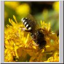 Oxybelus uniglumis - Weissfleckige Fliegenspiesswespe 06 7mm - Sandgrube Niedringhaussee.jpg